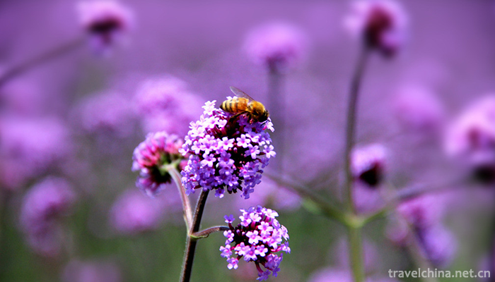 Ziyunhuashi-Lavender-Manor-8