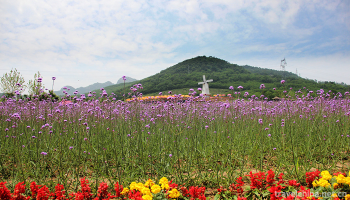 Ziyunhuashi-Lavender-Manor-4