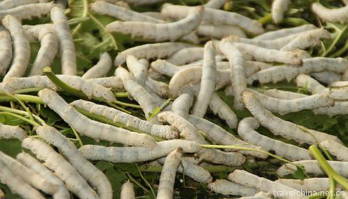 Silkworm-custom-2