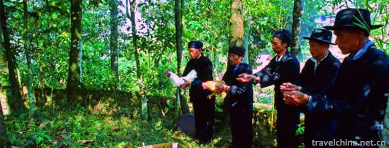 Sacrifice forest
