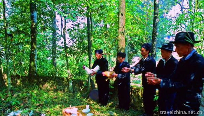Sacrifice-forest1