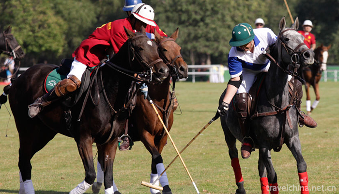 Polo1