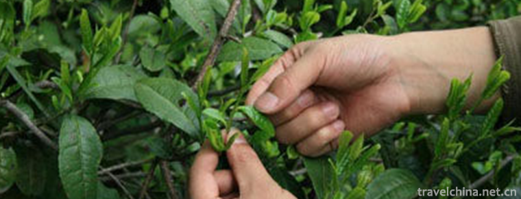 Green Tea Production Techniques