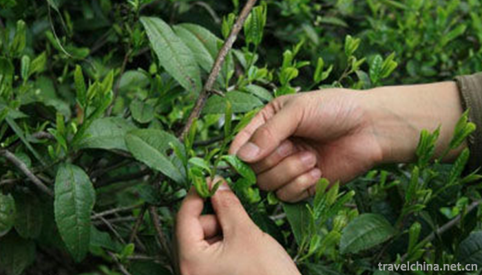 Green-Tea-Production-Techniques1