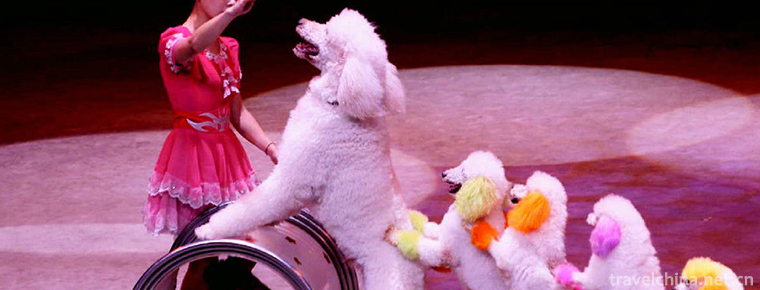 Circus