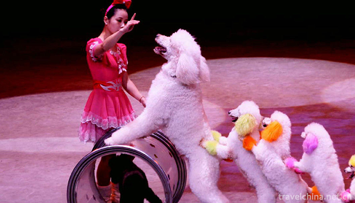 Circus1