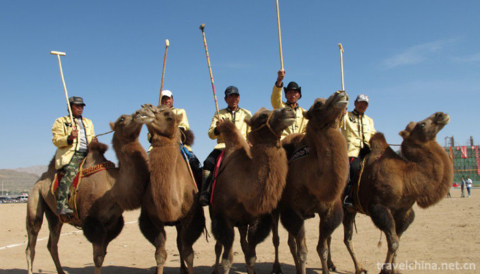 Mongolian-camel-raising-custom1