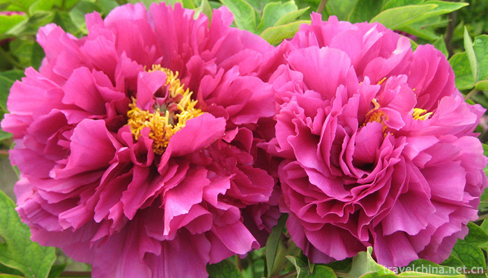 Peony-legend1