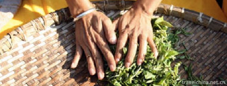 Production Techniques of Pu er Tea