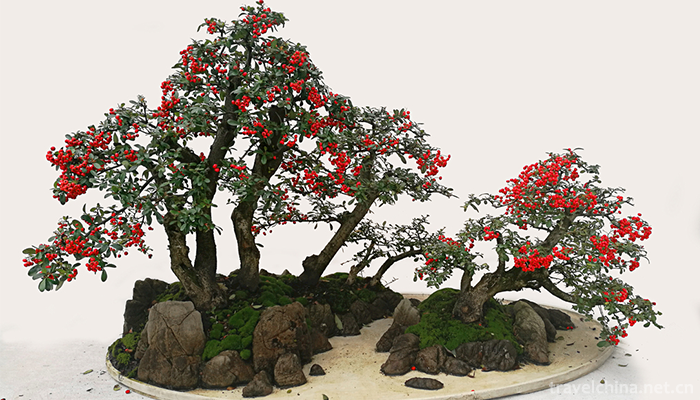 The-technical-skill-of-penjing1