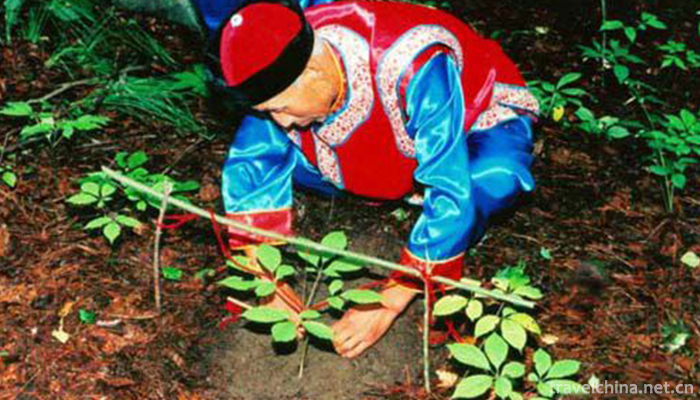 The-Custom-of-Collecting-Ginseng-in-Changbai-Mountain1