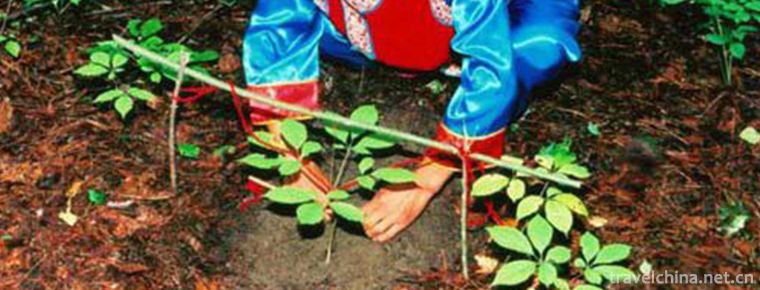 The Custom of Collecting Ginseng in Changbai Mountain