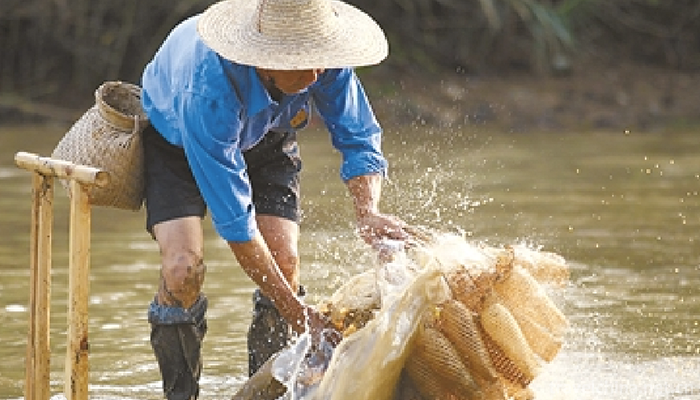 Custom-of-mud-fish1