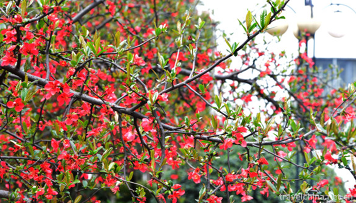 Chengdu-Normal-University1