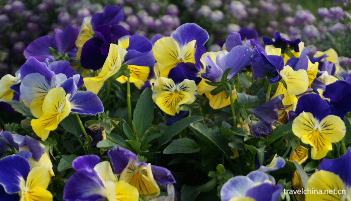 Chengdu-Weiran-flower-sea6