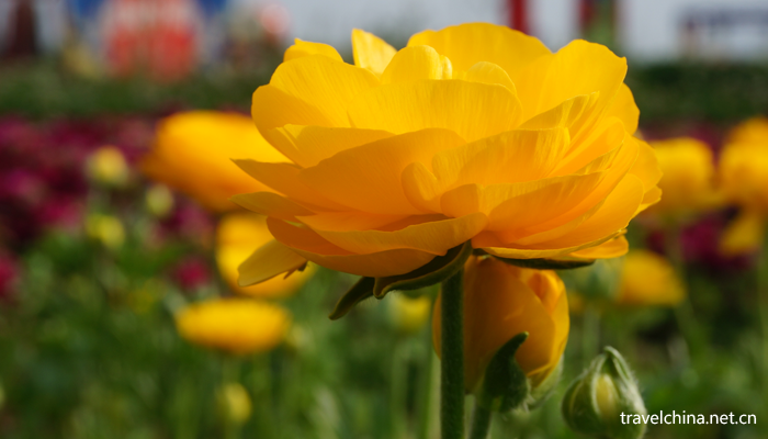 Chengdu-Weiran-flower-sea3