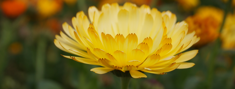 Chengdu Weiran flower sea