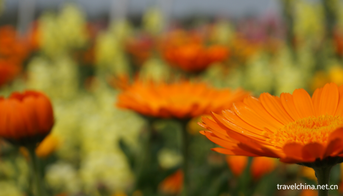 Chengdu-Weiran-flower-sea11