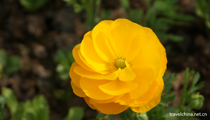 Chengdu-Weiran-flower-sea4