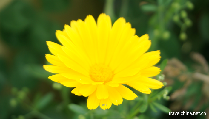Chengdu-Weiran-flower-sea12