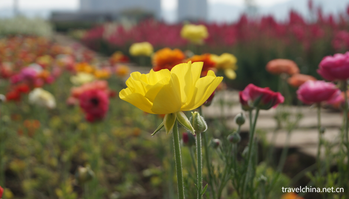 Chengdu-Weiran-flower-sea8