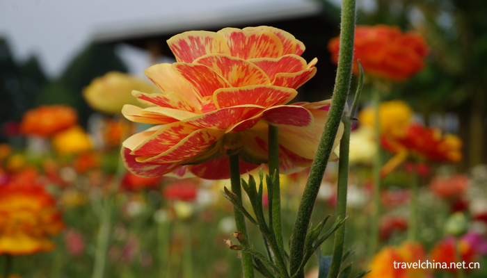 Chengdu-Weiran-flower-sea5