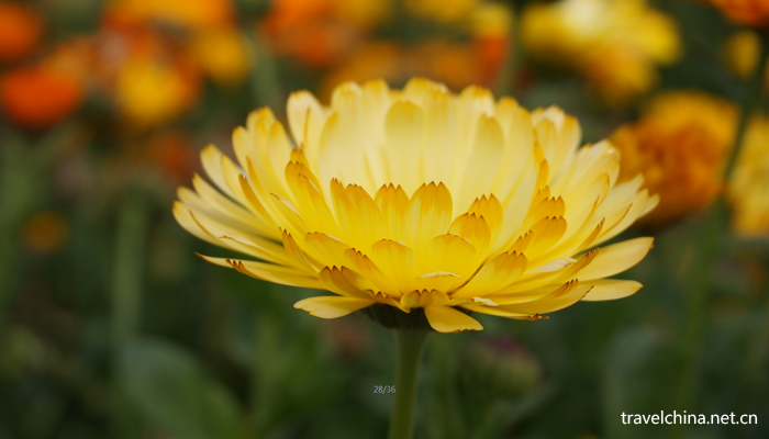 Chengdu-Weiran-flower-sea10