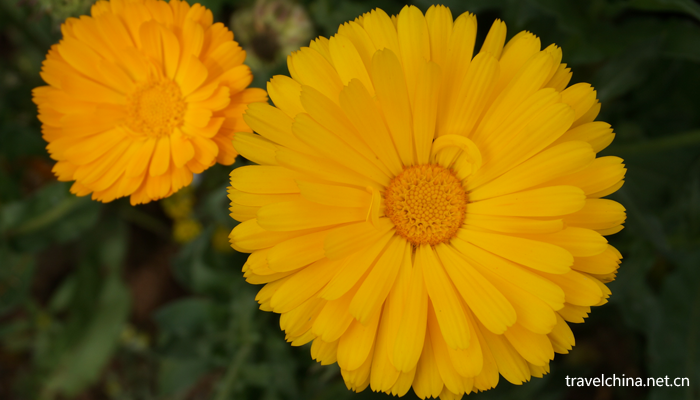 Chengdu-Weiran-flower-sea9