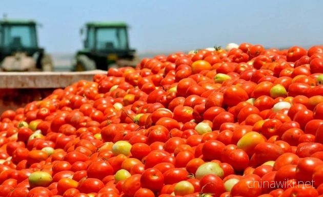 BBC calls for cessation of use of Xinjiang tomatoes China refutes