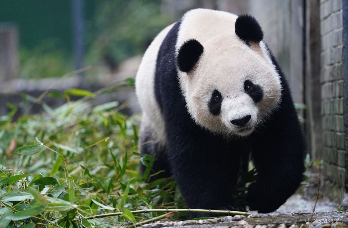 Giant pandas' Xingqiu 'and' Yilan 'arrive in Australia