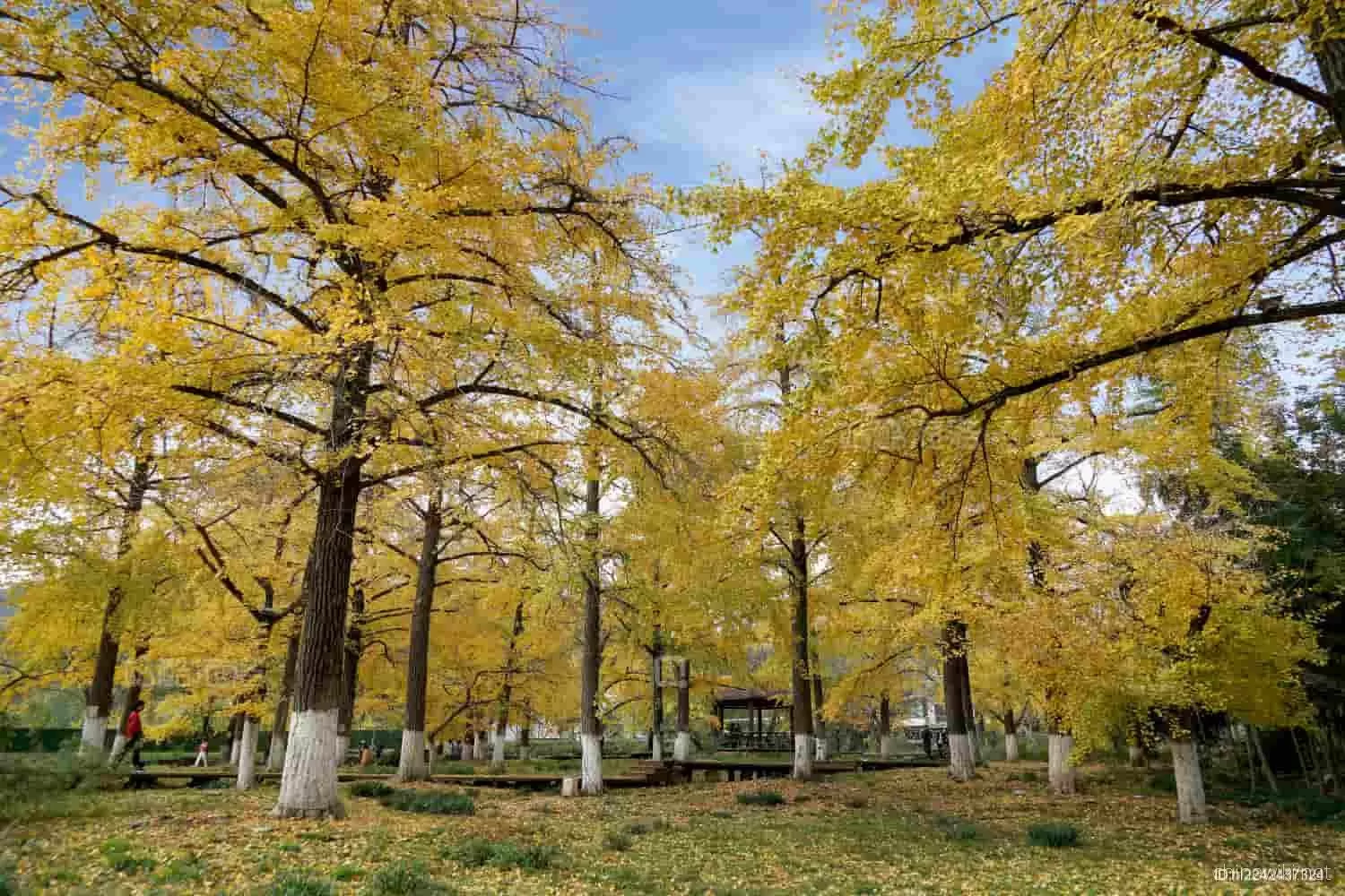 Ten-Mile Ancient Ginkgo Boulevard in Changxing County